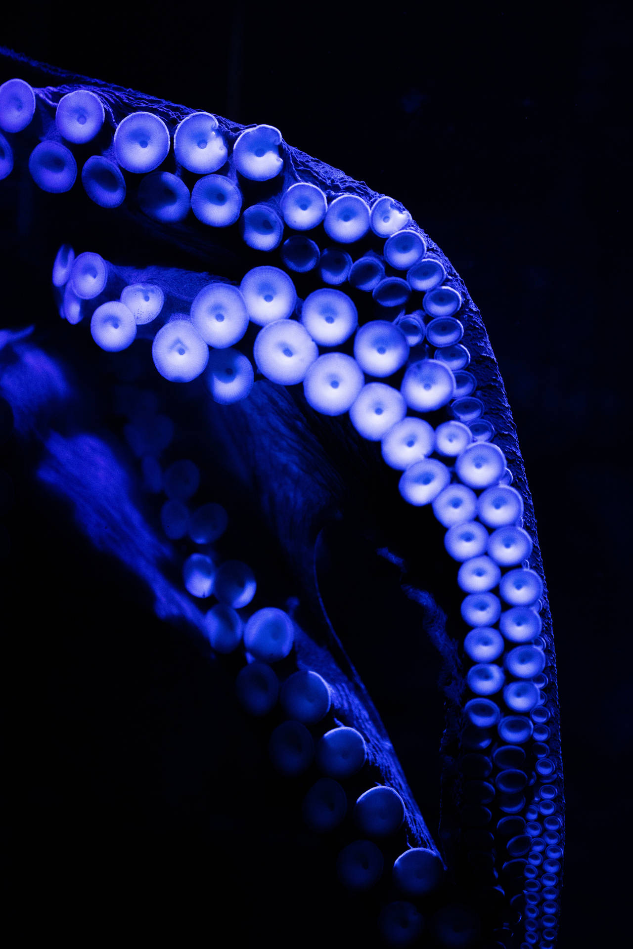 4000X6000 Octopus Wallpaper and Background