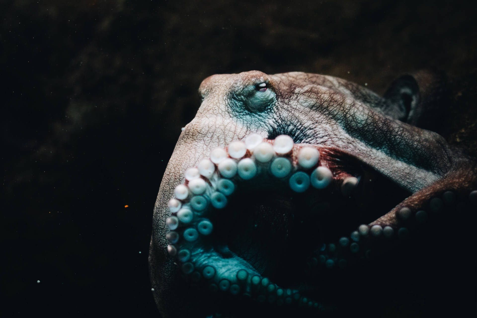 6000X4000 Octopus Wallpaper and Background