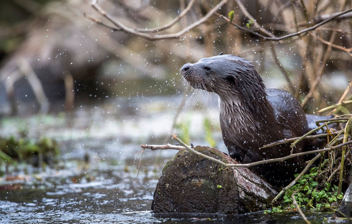 1332X850 Otter Wallpaper and Background