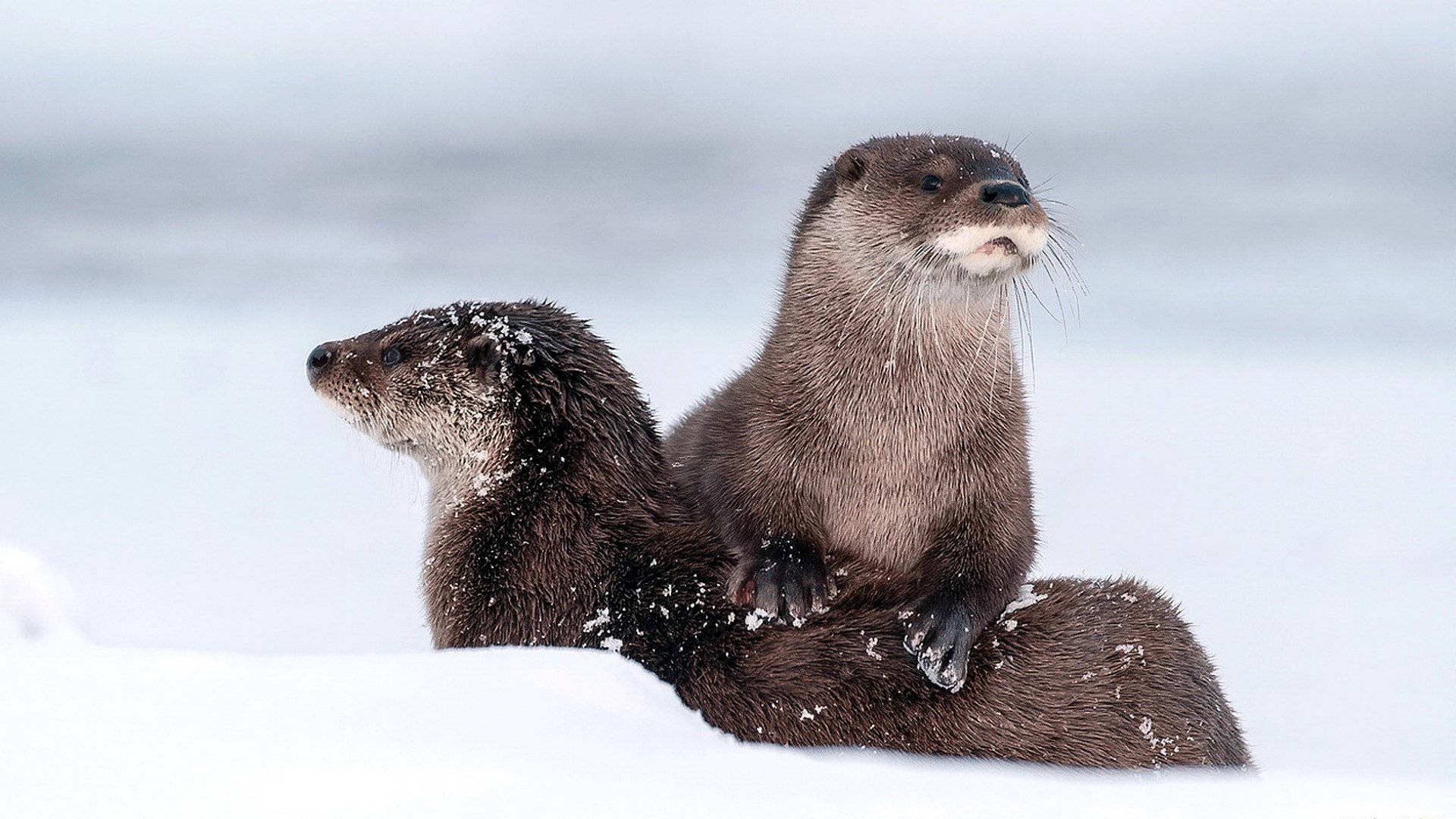 1920X1080 Otter Wallpaper and Background