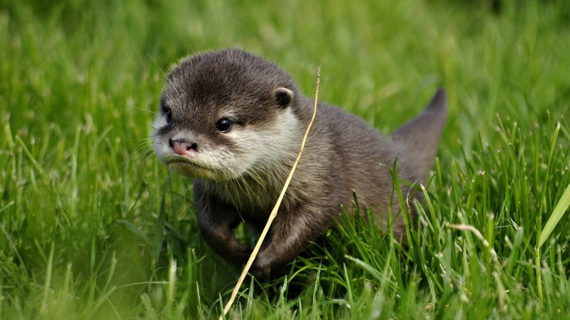 1920X1080 Otter Wallpaper and Background