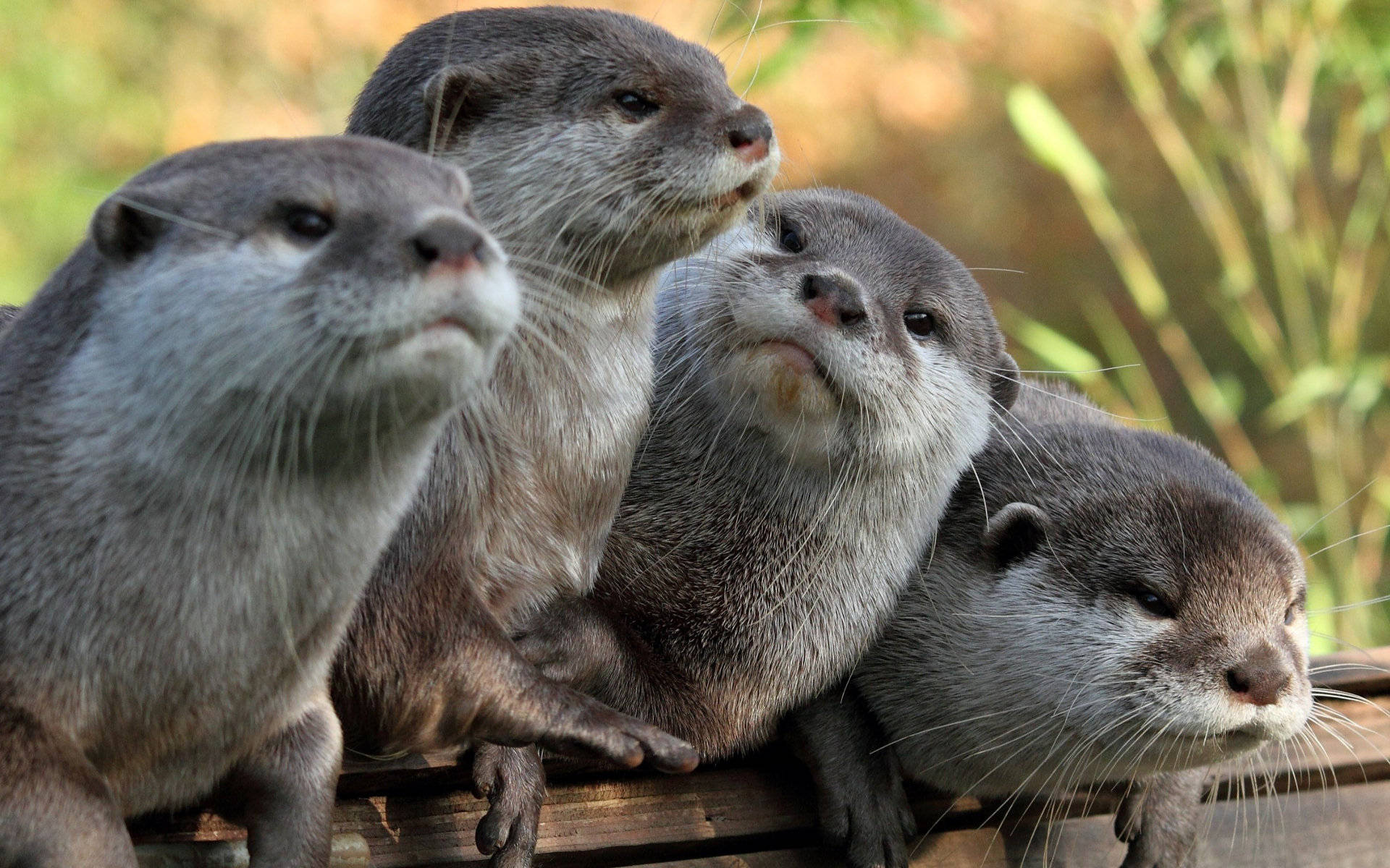 1920X1200 Otter Wallpaper and Background