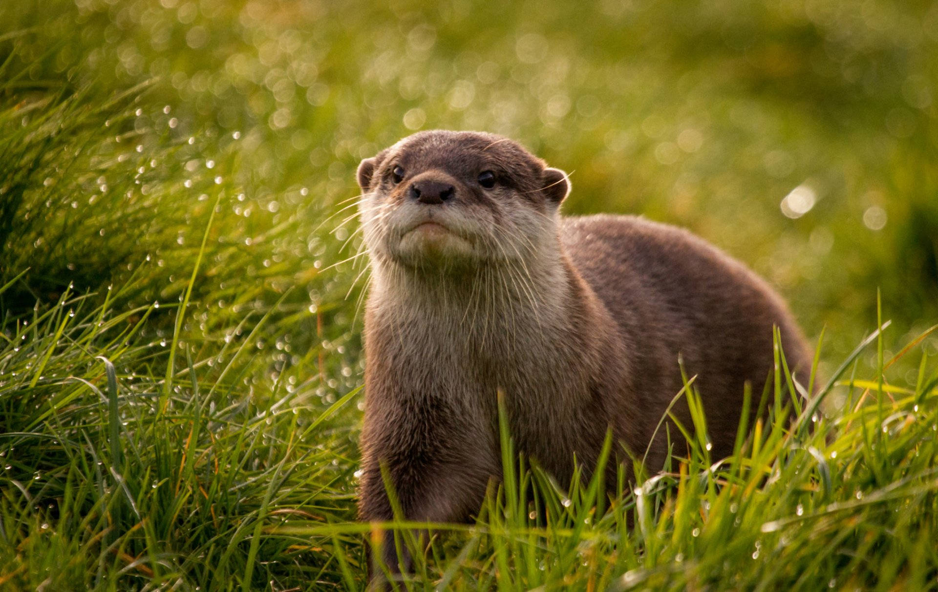1920X1212 Otter Wallpaper and Background