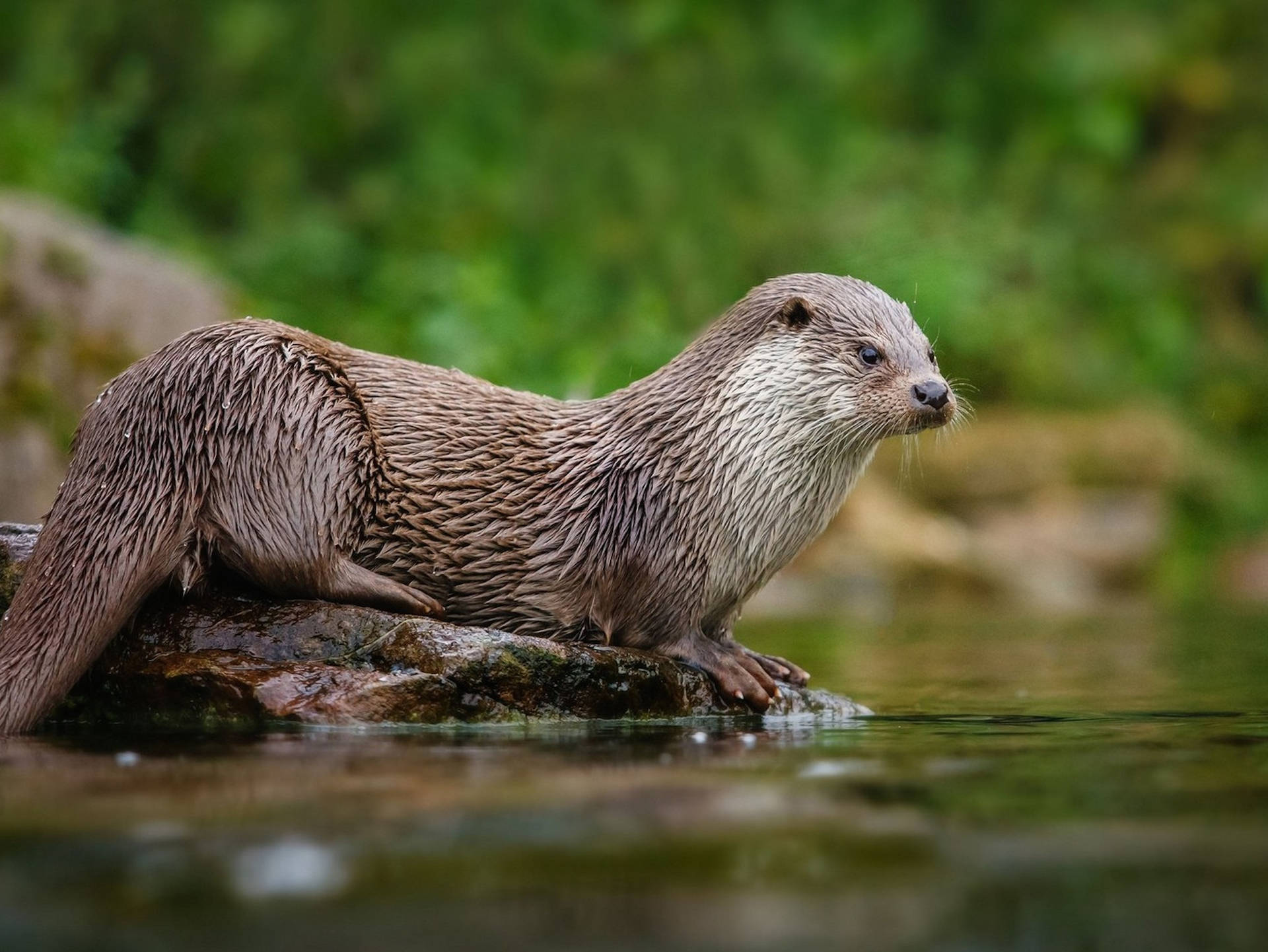 2048X1537 Otter Wallpaper and Background