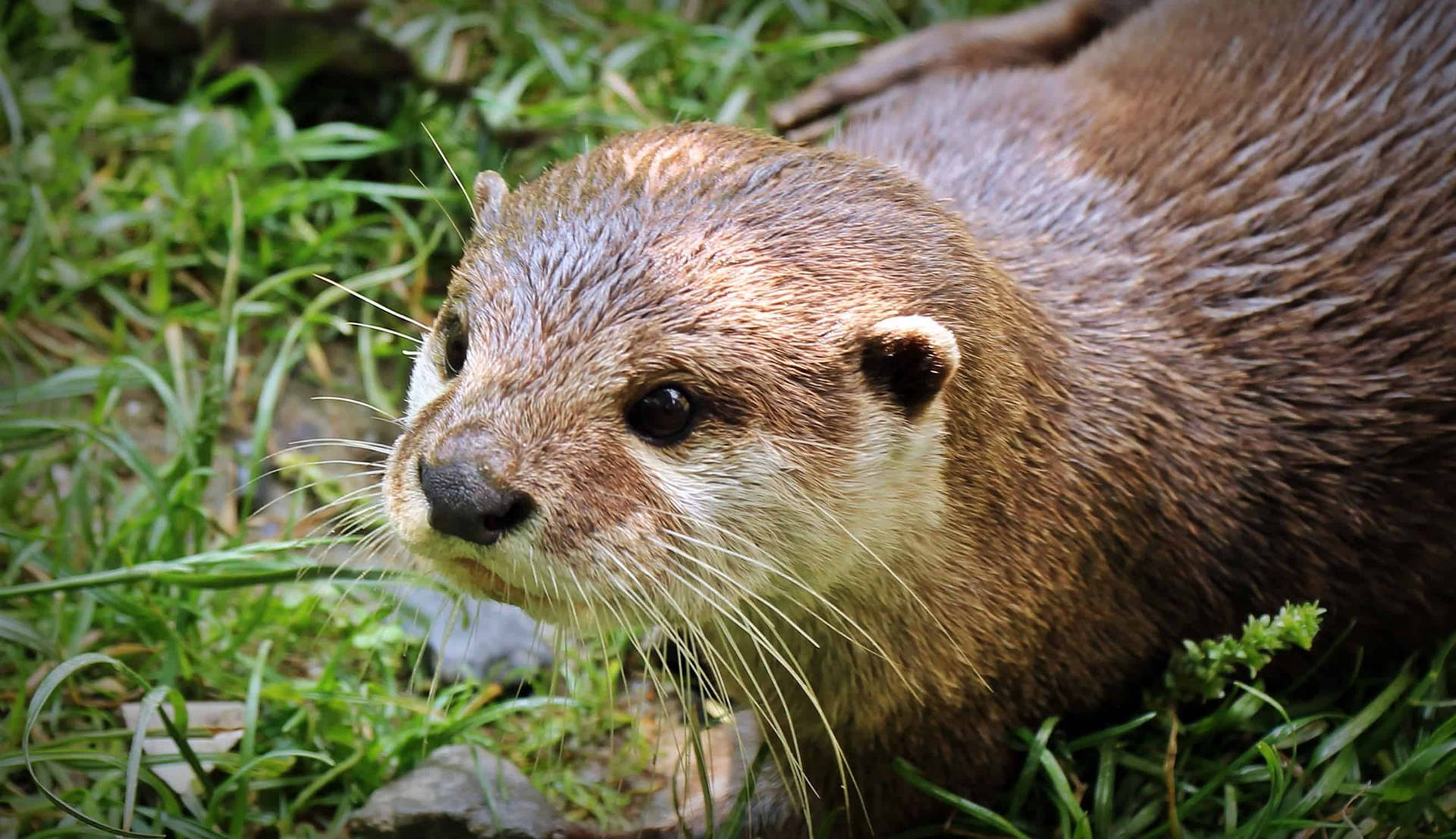 2630X1516 Otter Wallpaper and Background