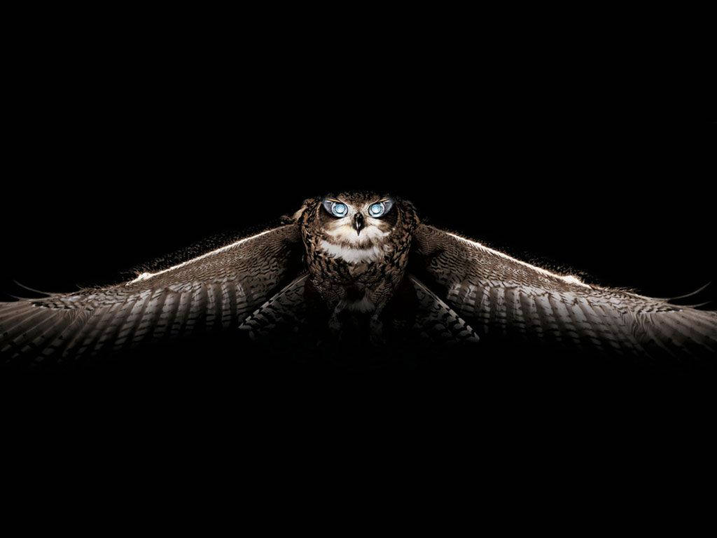Owl 1024X768 Wallpaper and Background Image