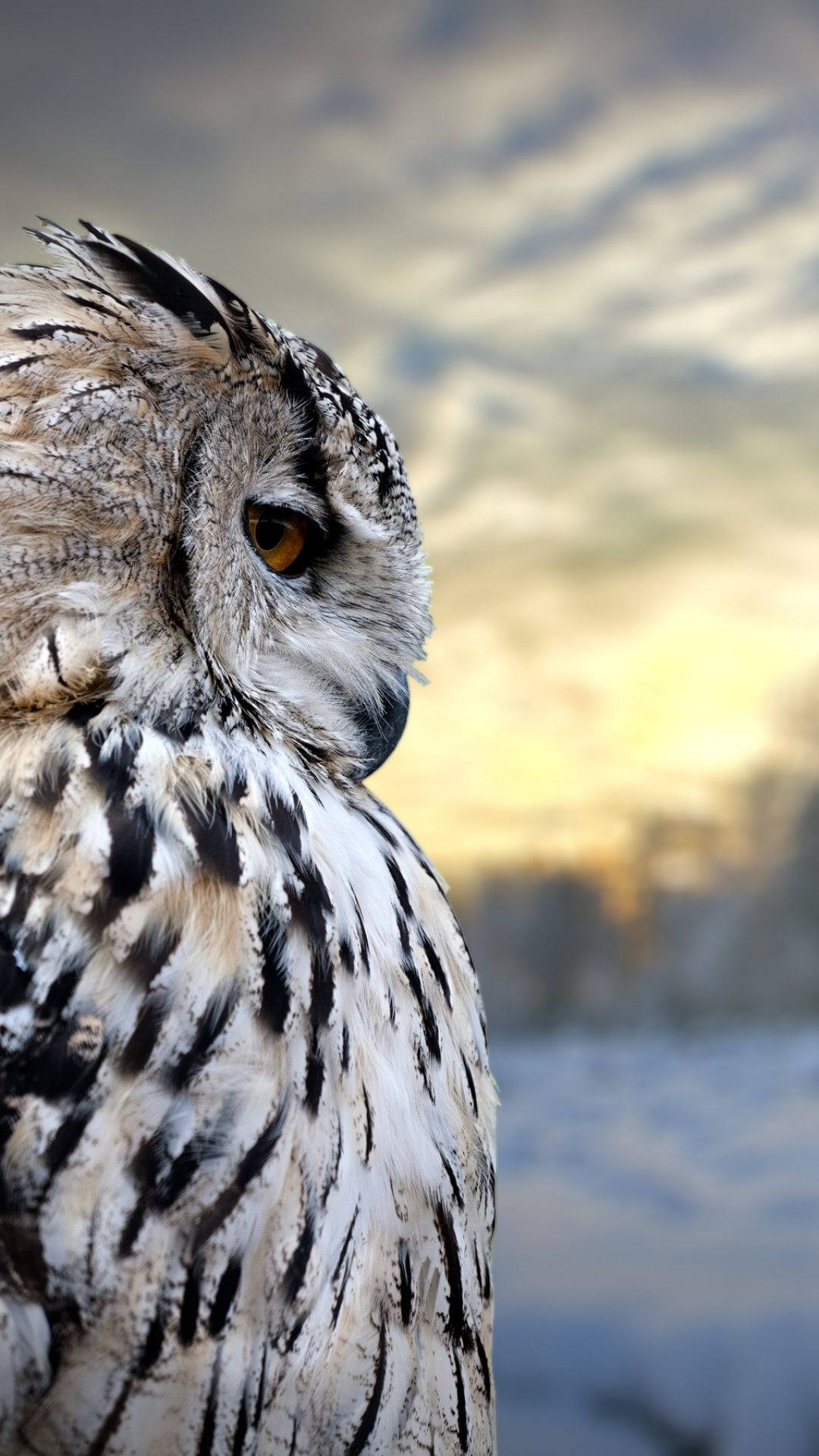 Owl 1080X1920 Wallpaper and Background Image
