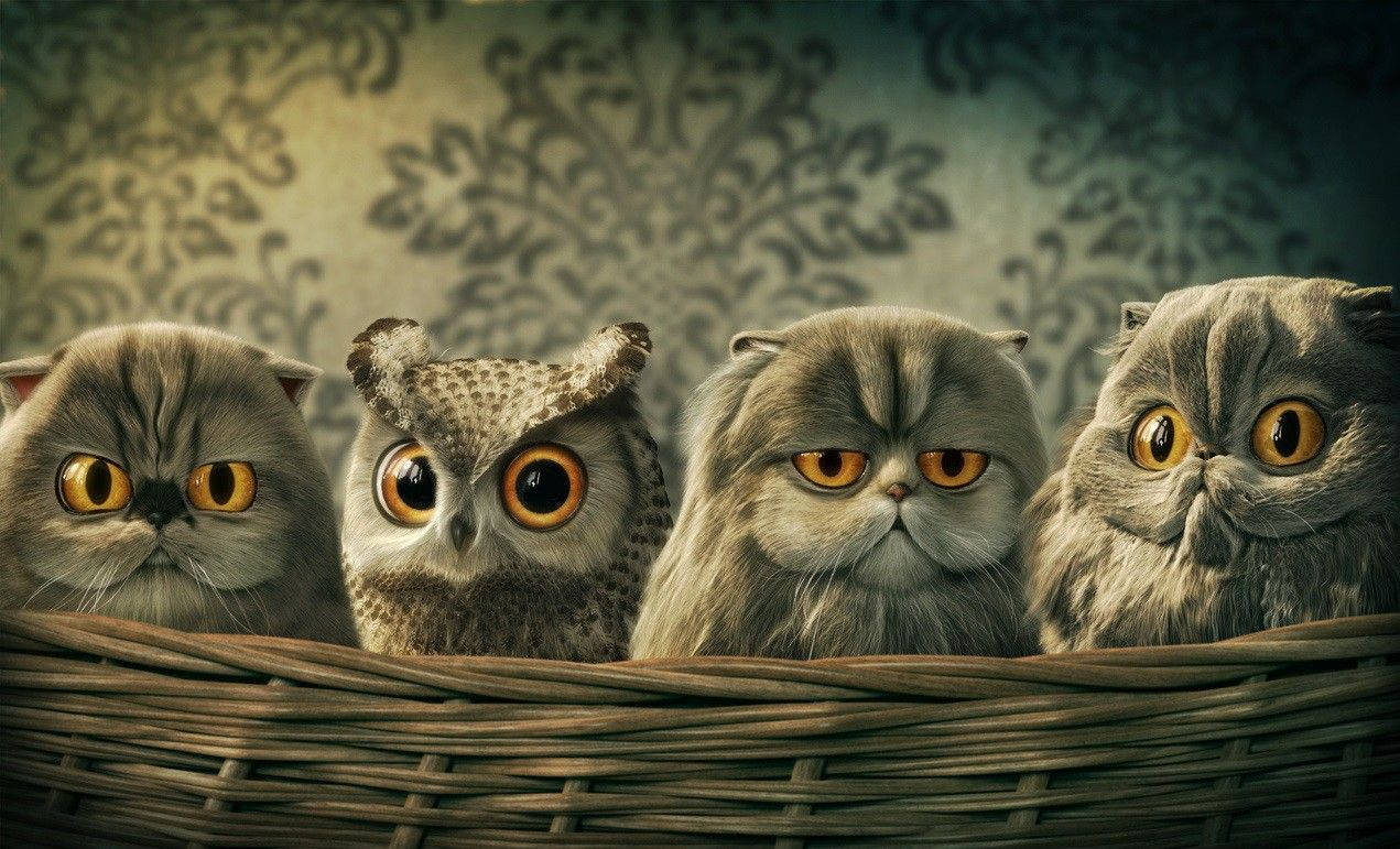1271X771 Owl Wallpaper and Background