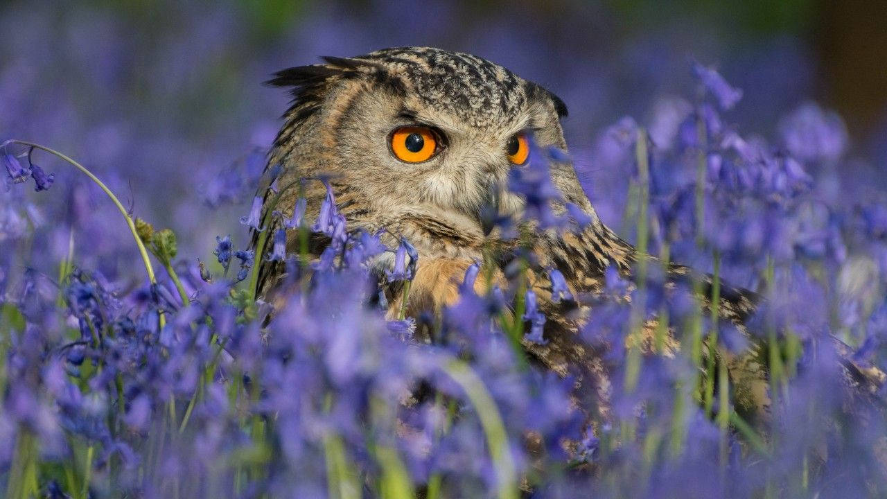 Owl 1280X720 Wallpaper and Background Image