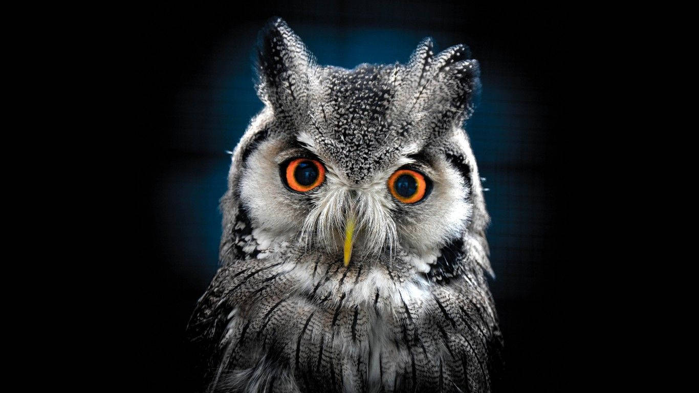 Owl 1366X768 Wallpaper and Background Image