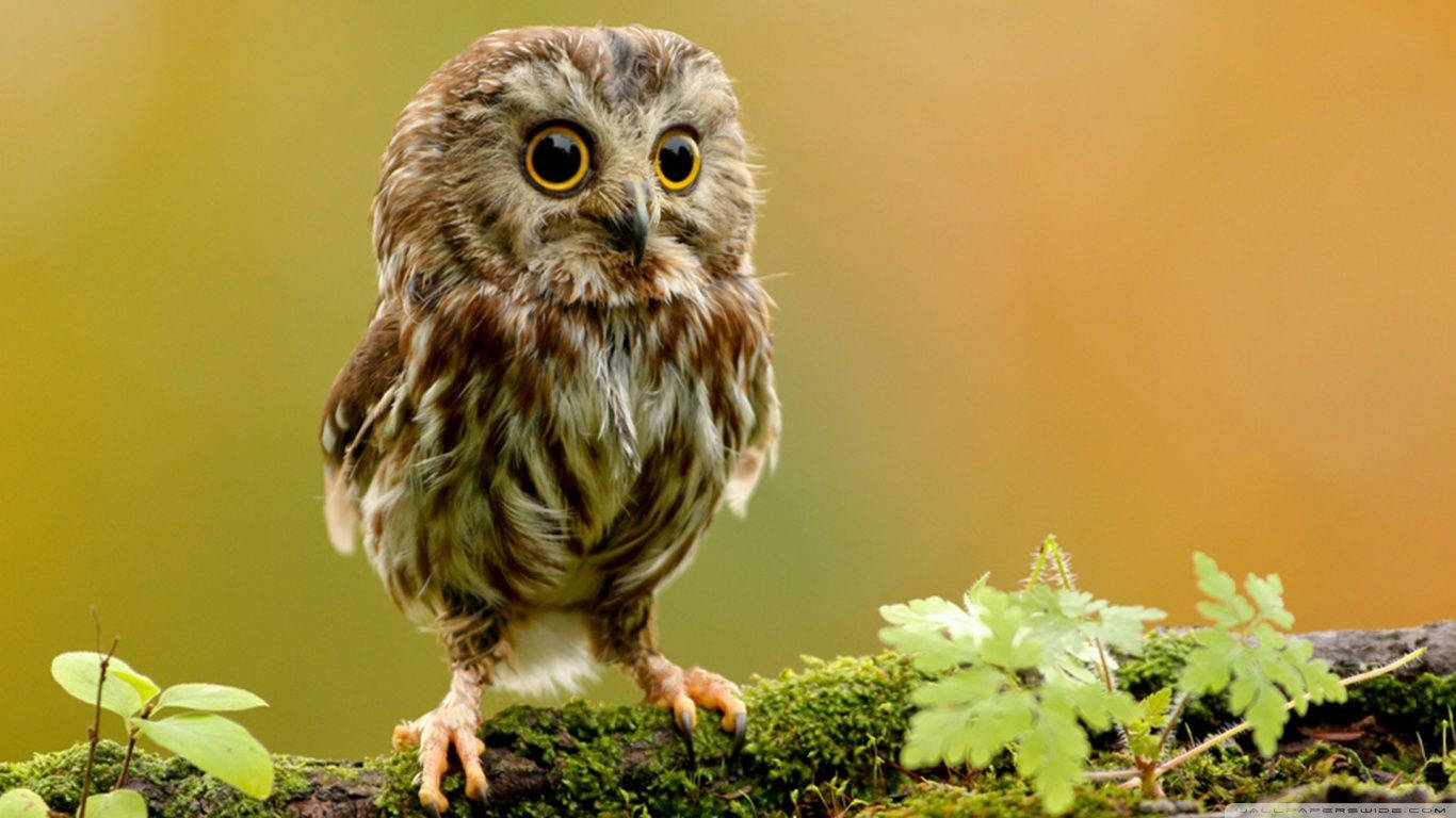 Owl 1366X768 Wallpaper and Background Image