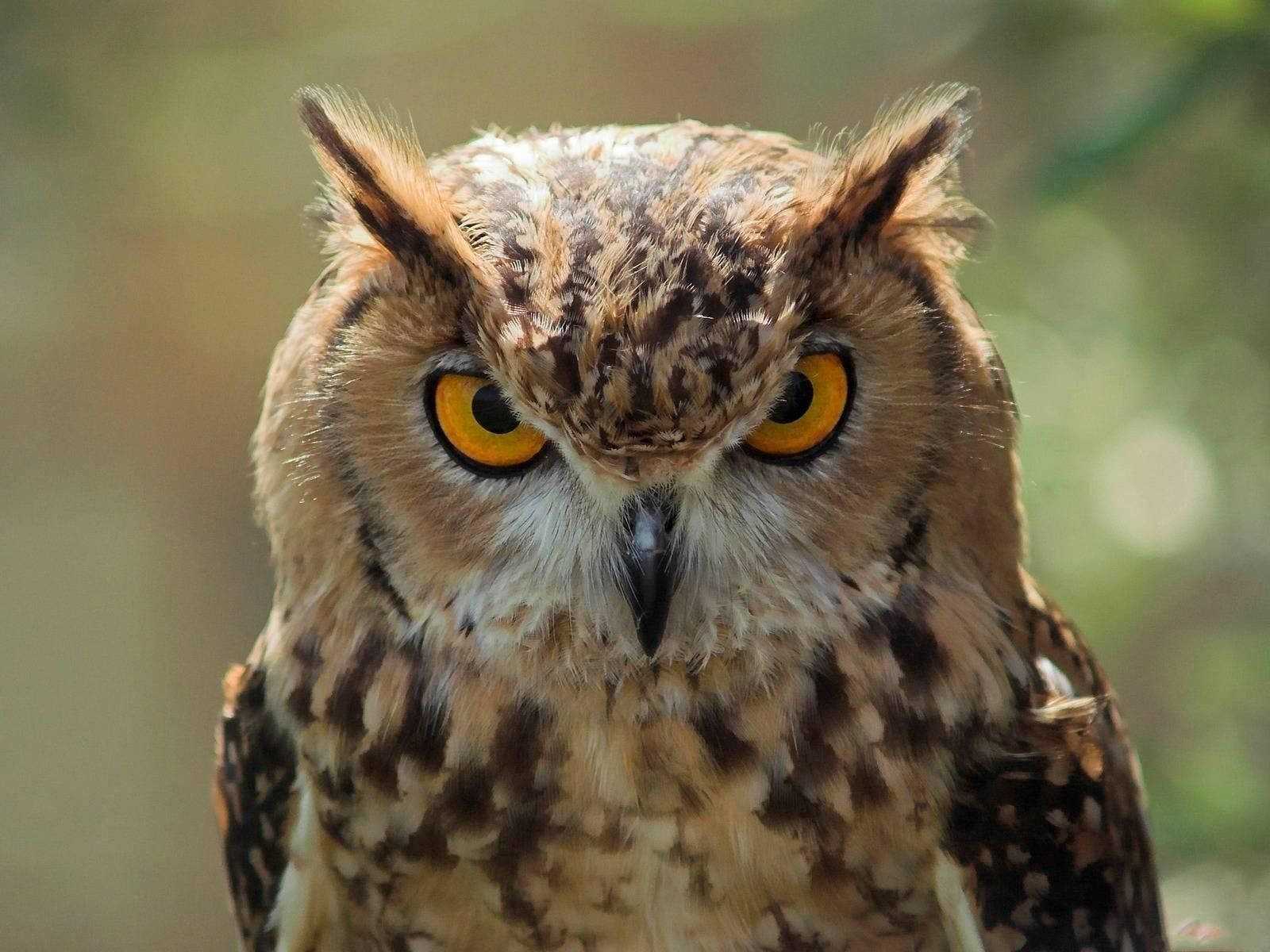 Owl 1600X1200 Wallpaper and Background Image