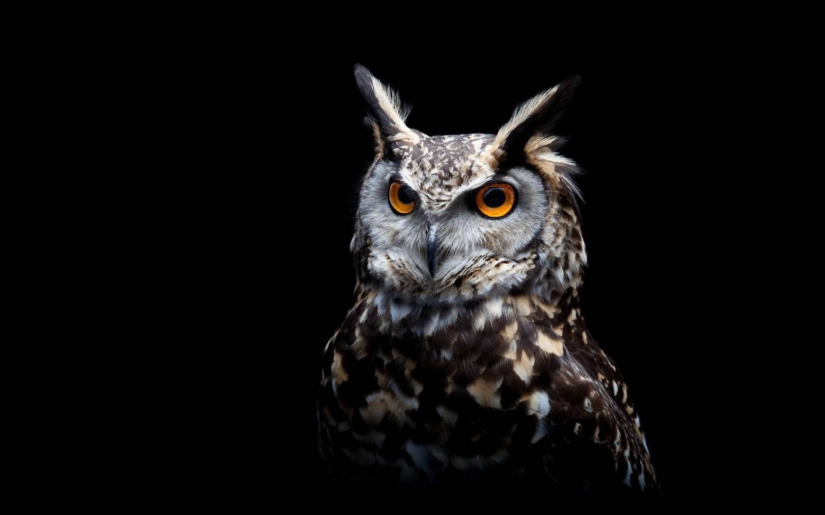 Owl 1680X1050 Wallpaper and Background Image