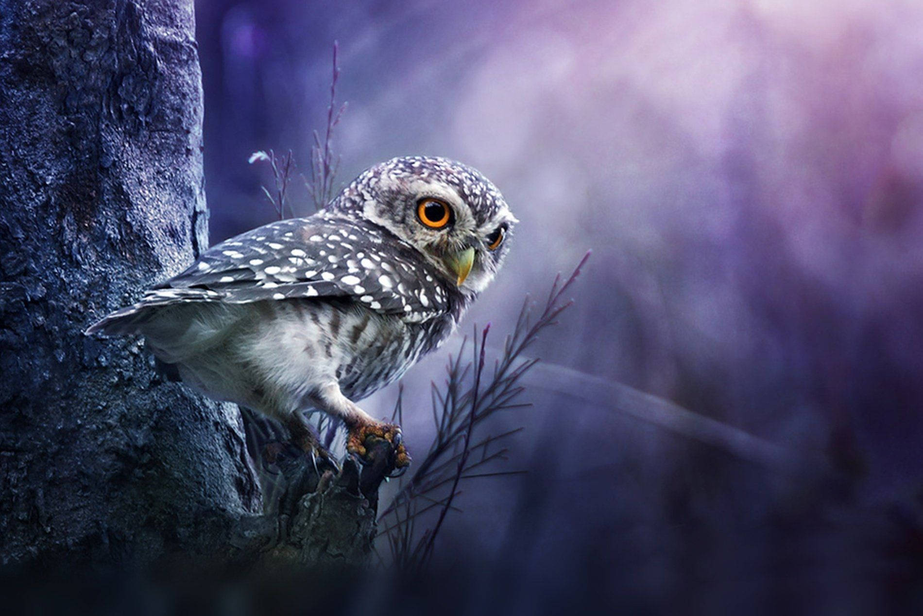 Owl 1900X1267 Wallpaper and Background Image