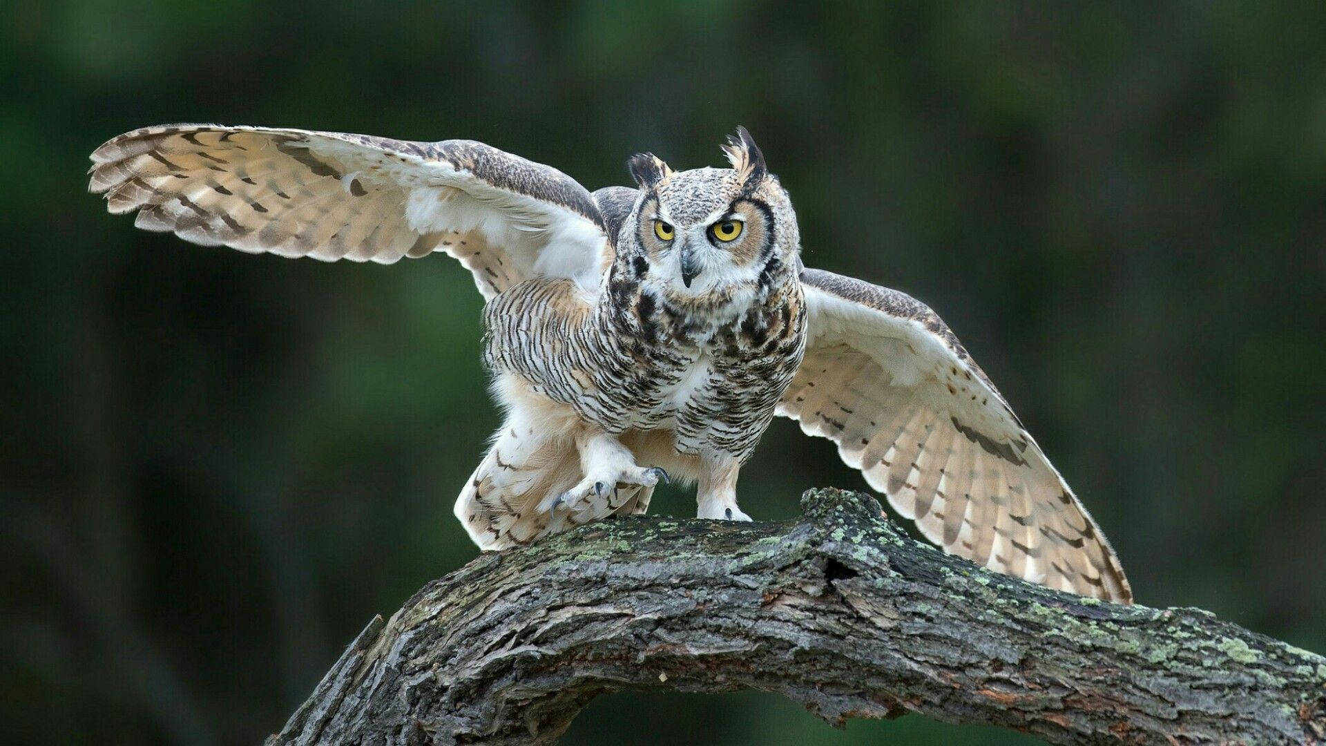 Owl 1920X1080 Wallpaper and Background Image