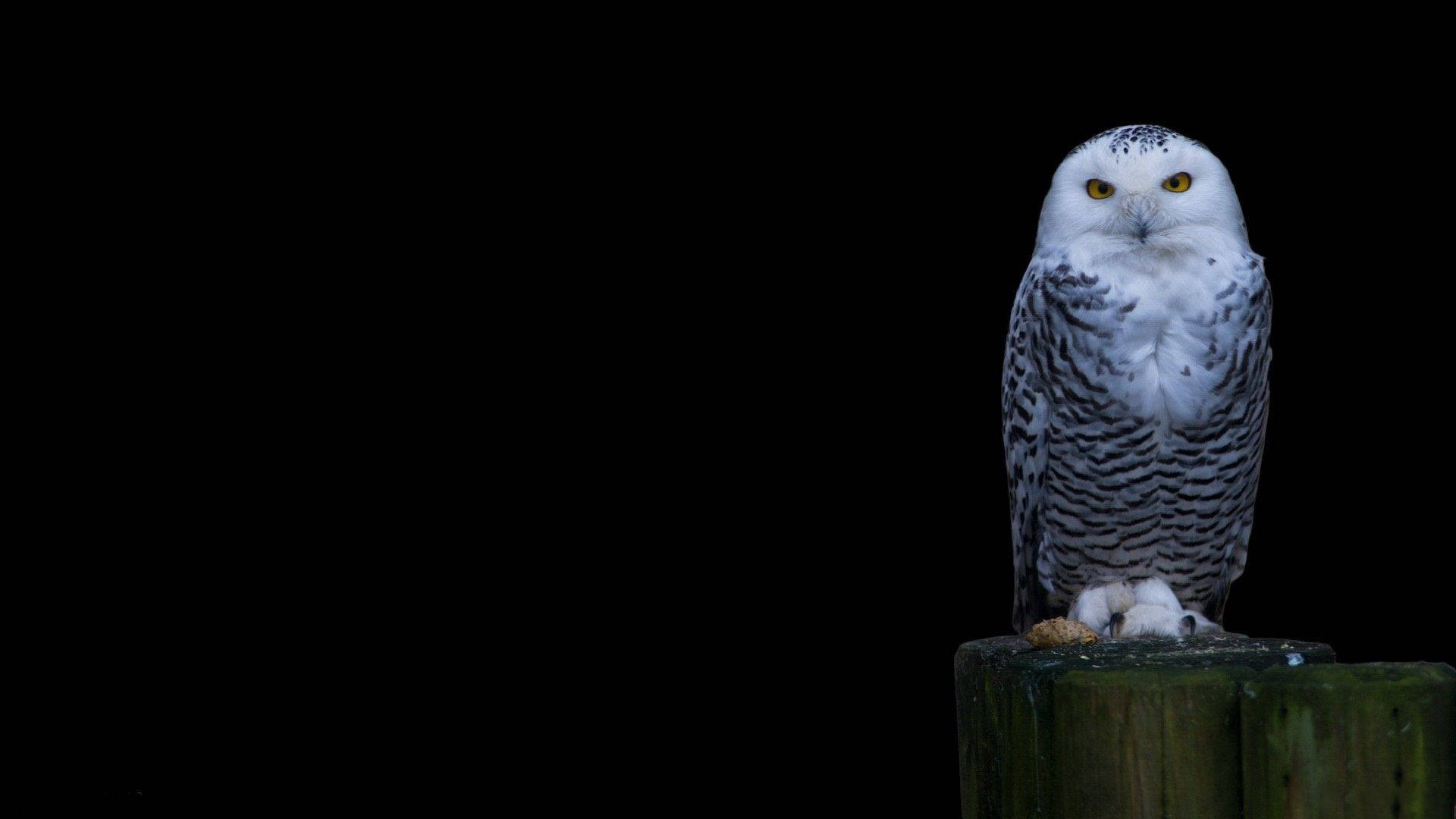 1920X1080 Owl Wallpaper and Background