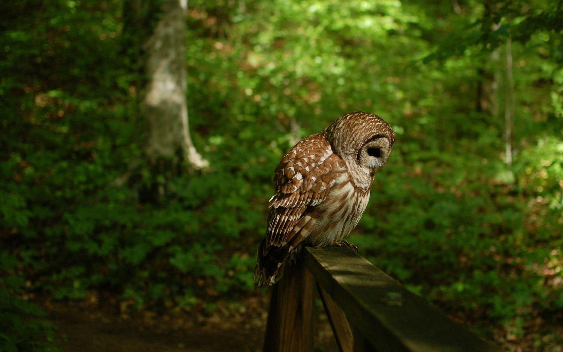 2560X1600 Owl Wallpaper and Background