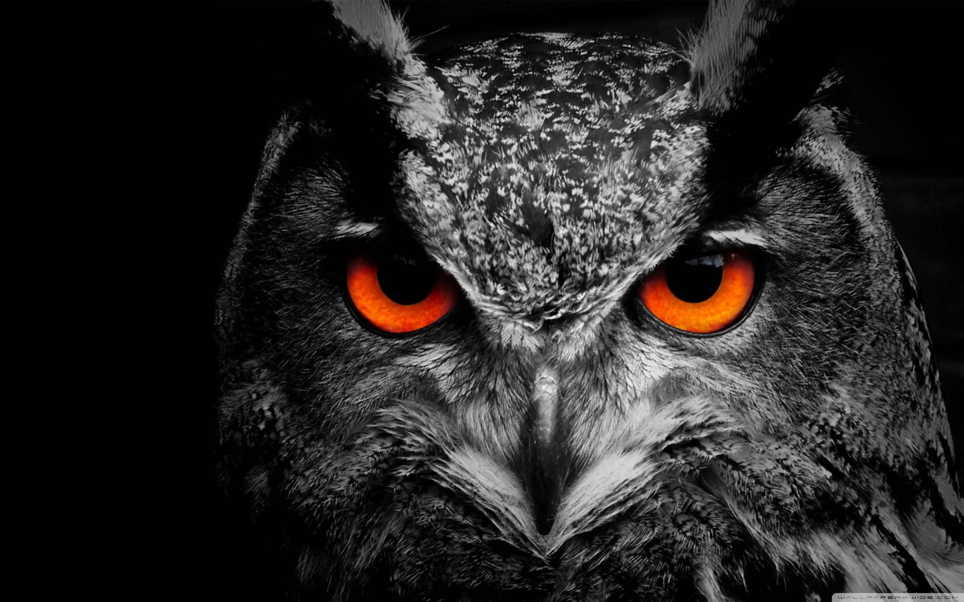 2880X1800 Owl Wallpaper and Background