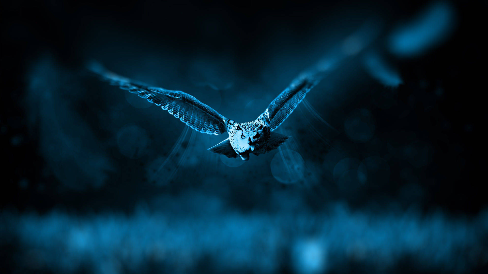 Owl 3840X2160 Wallpaper and Background Image