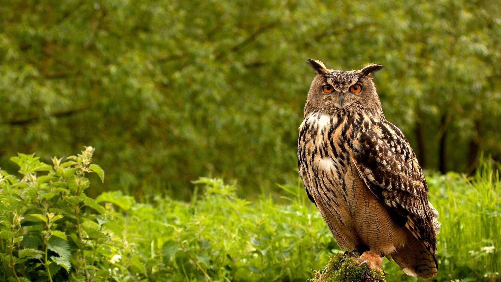 Owl 3840X2160 Wallpaper and Background Image