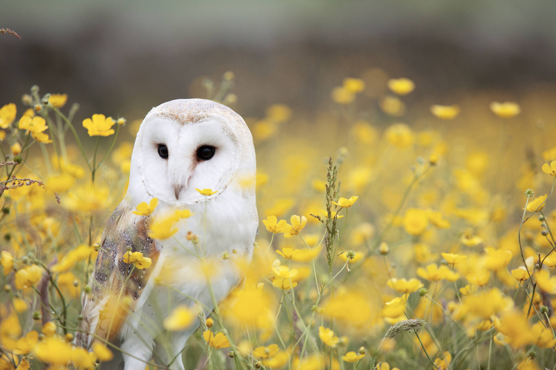 Owl 5760X3840 Wallpaper and Background Image