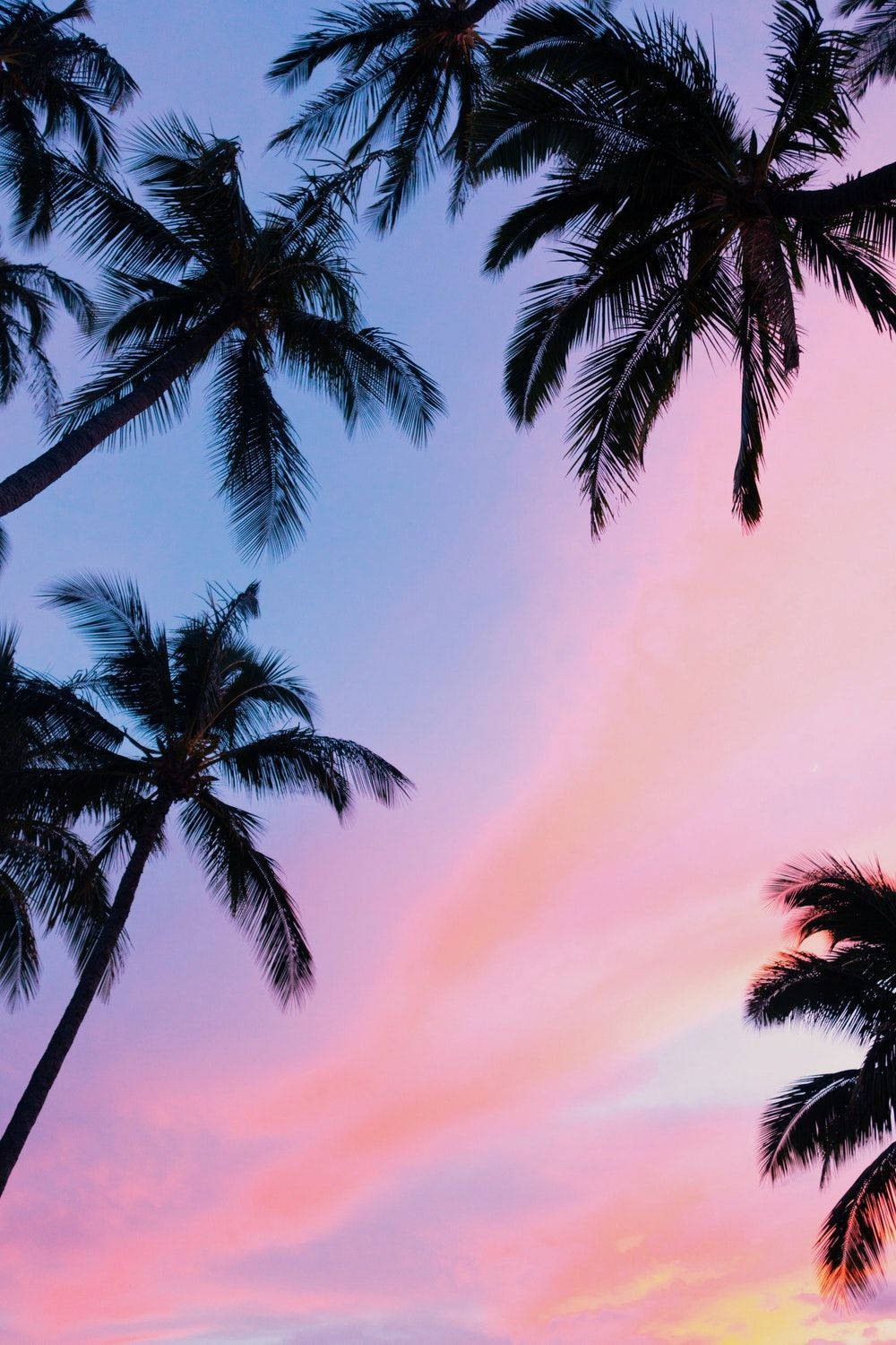1000X1500 Palm Tree Wallpaper and Background
