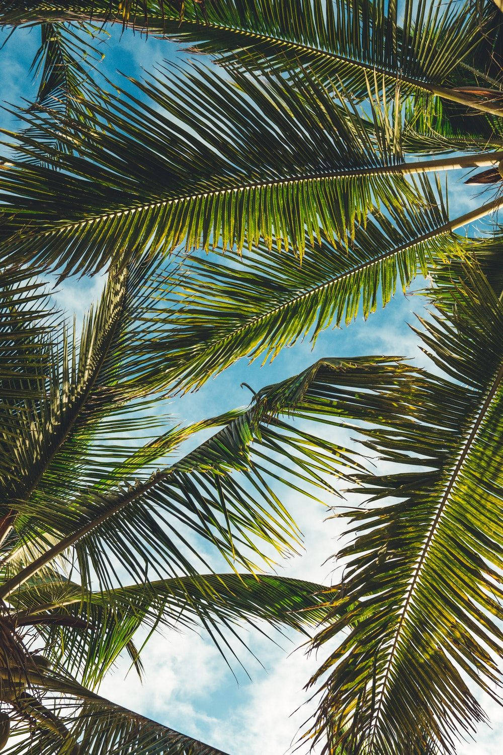 1000X1500 Palm Tree Wallpaper and Background