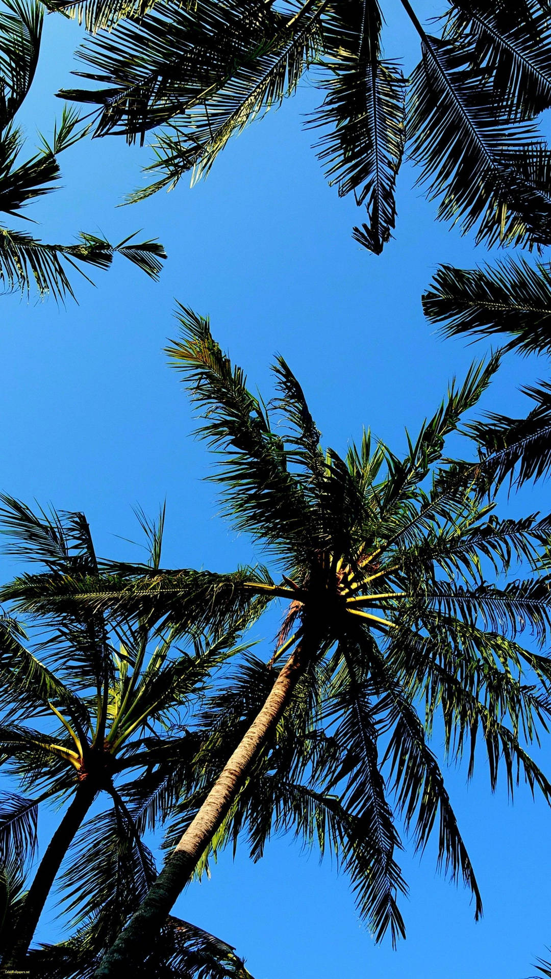 1600X2844 Palm Tree Wallpaper and Background