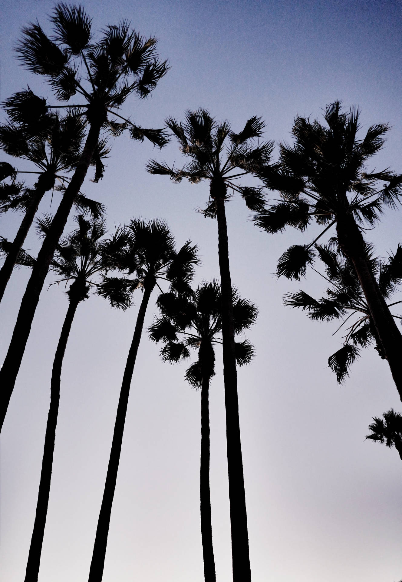 2000X2892 Palm Tree Wallpaper and Background