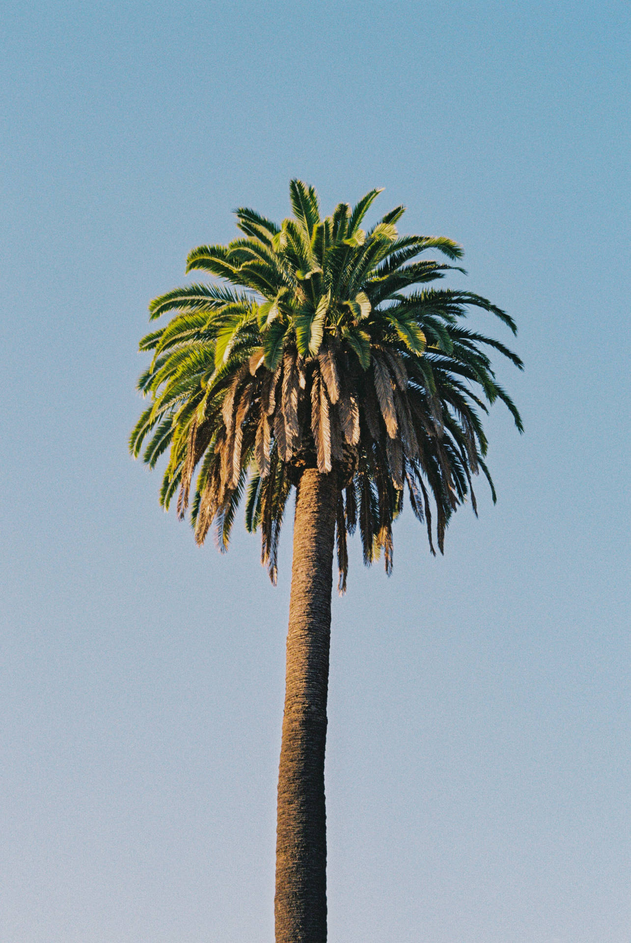 2392X3575 Palm Tree Wallpaper and Background