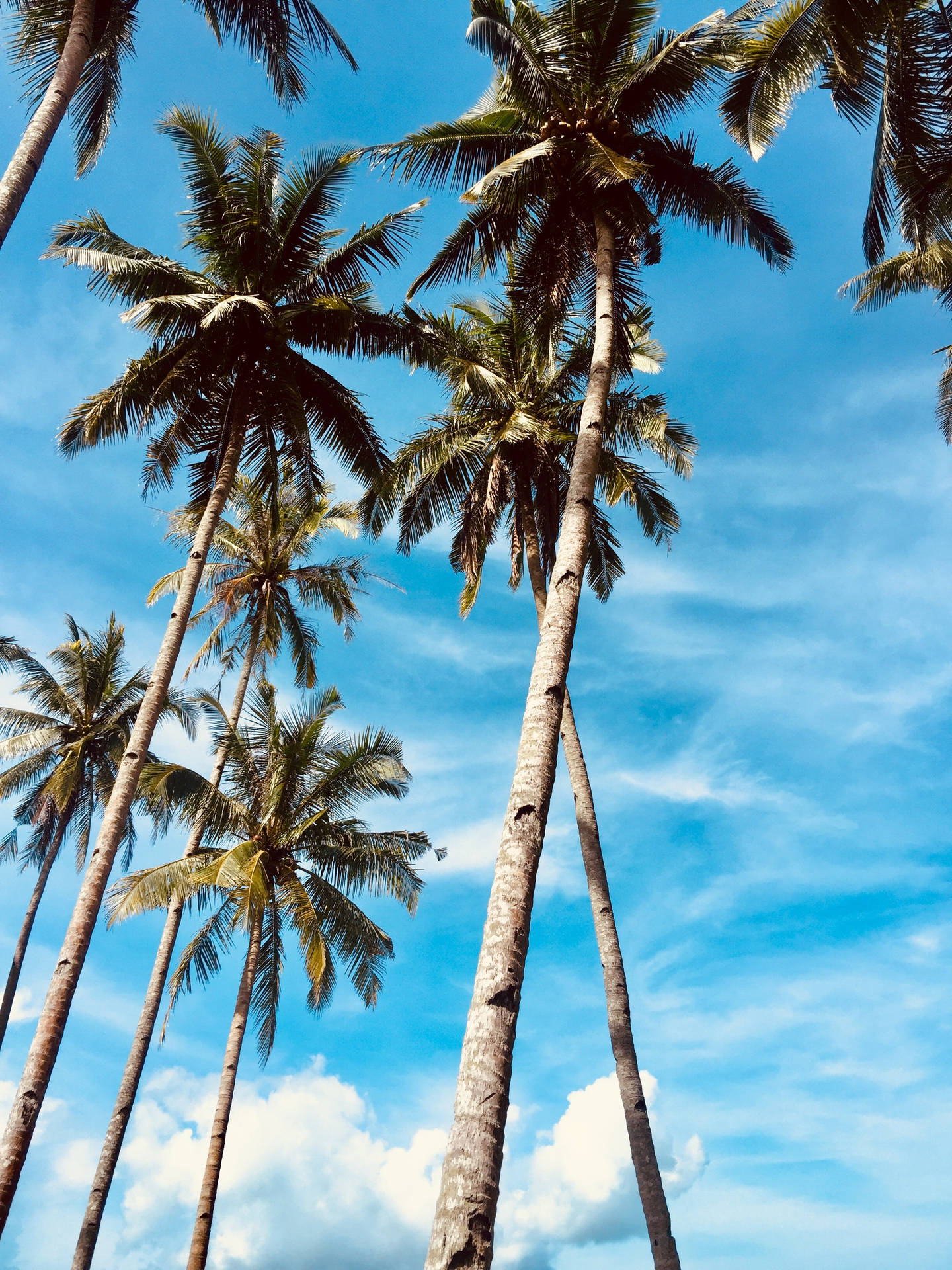 2448X3264 Palm Tree Wallpaper and Background