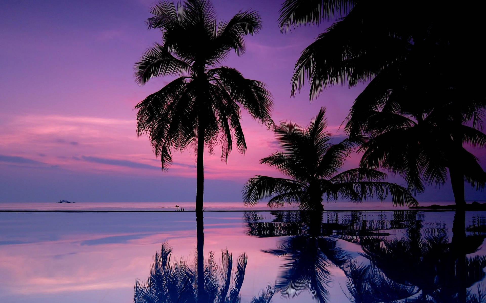 2560X1600 Palm Tree Wallpaper and Background