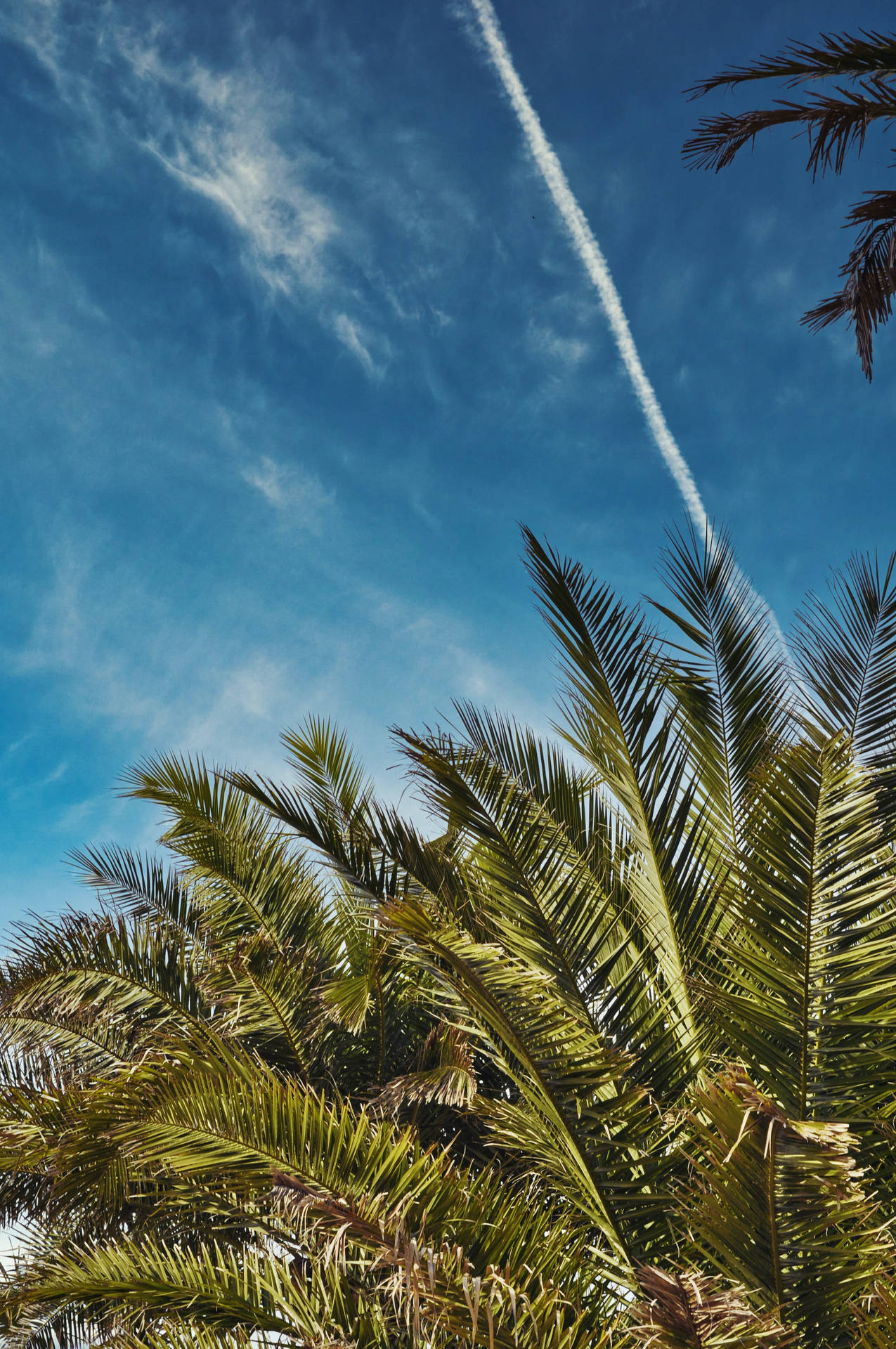 2848X4288 Palm Tree Wallpaper and Background