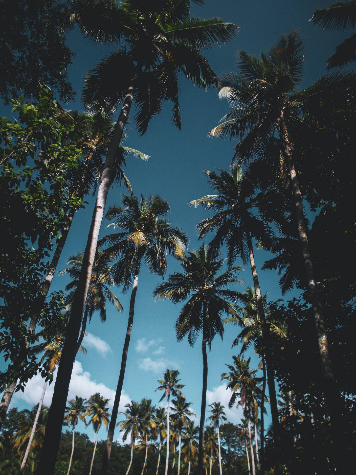 3456X4608 Palm Tree Wallpaper and Background
