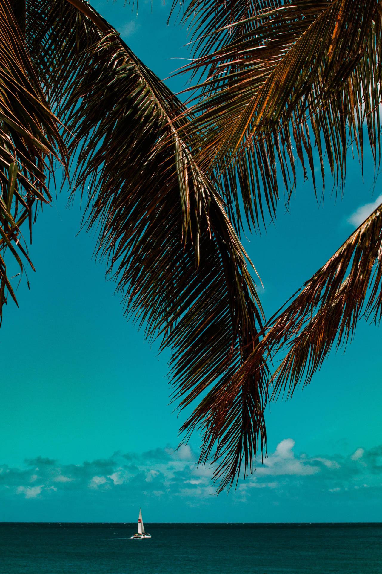3531X5296 Palm Tree Wallpaper and Background