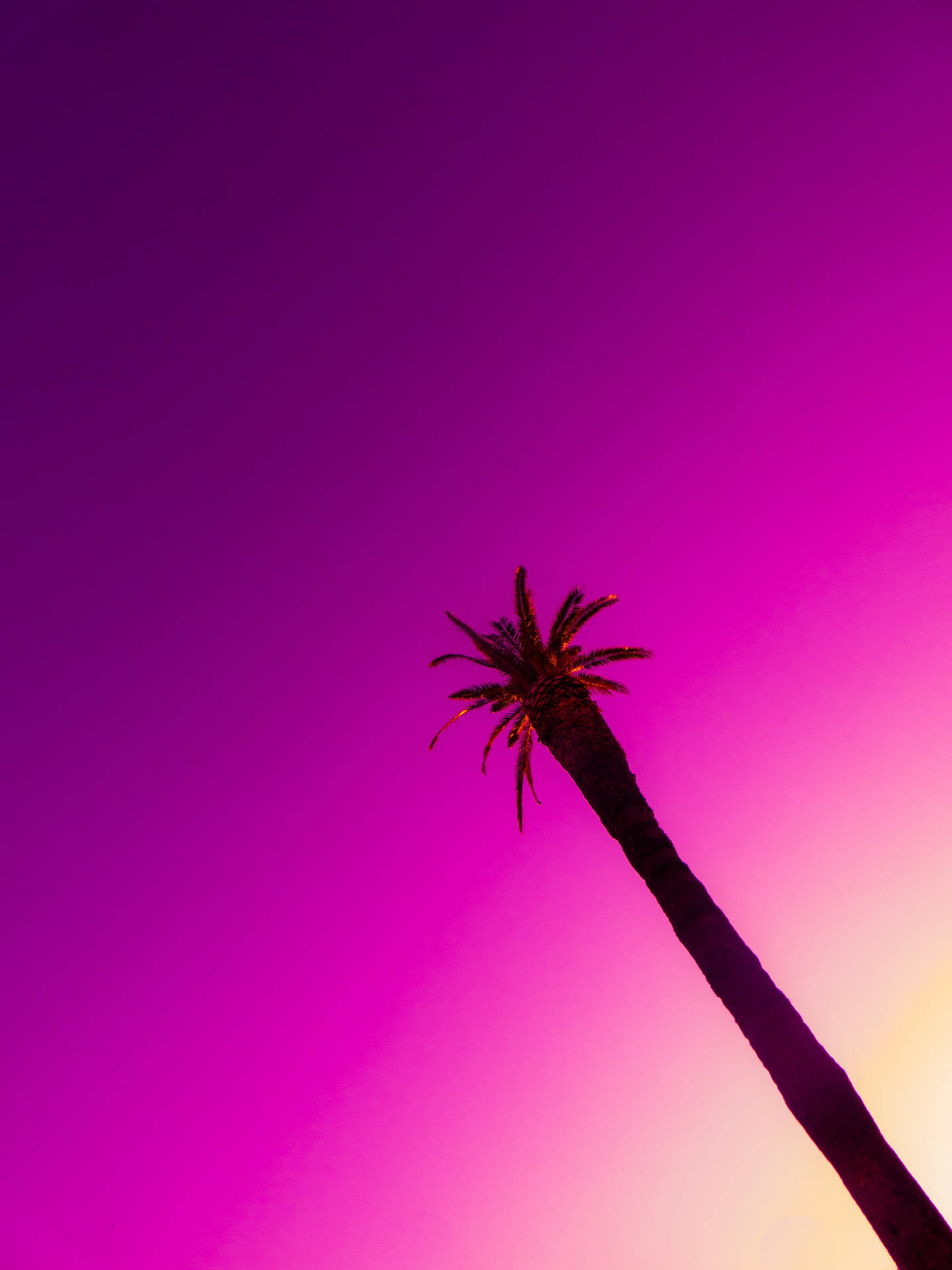 3672X4896 Palm Tree Wallpaper and Background