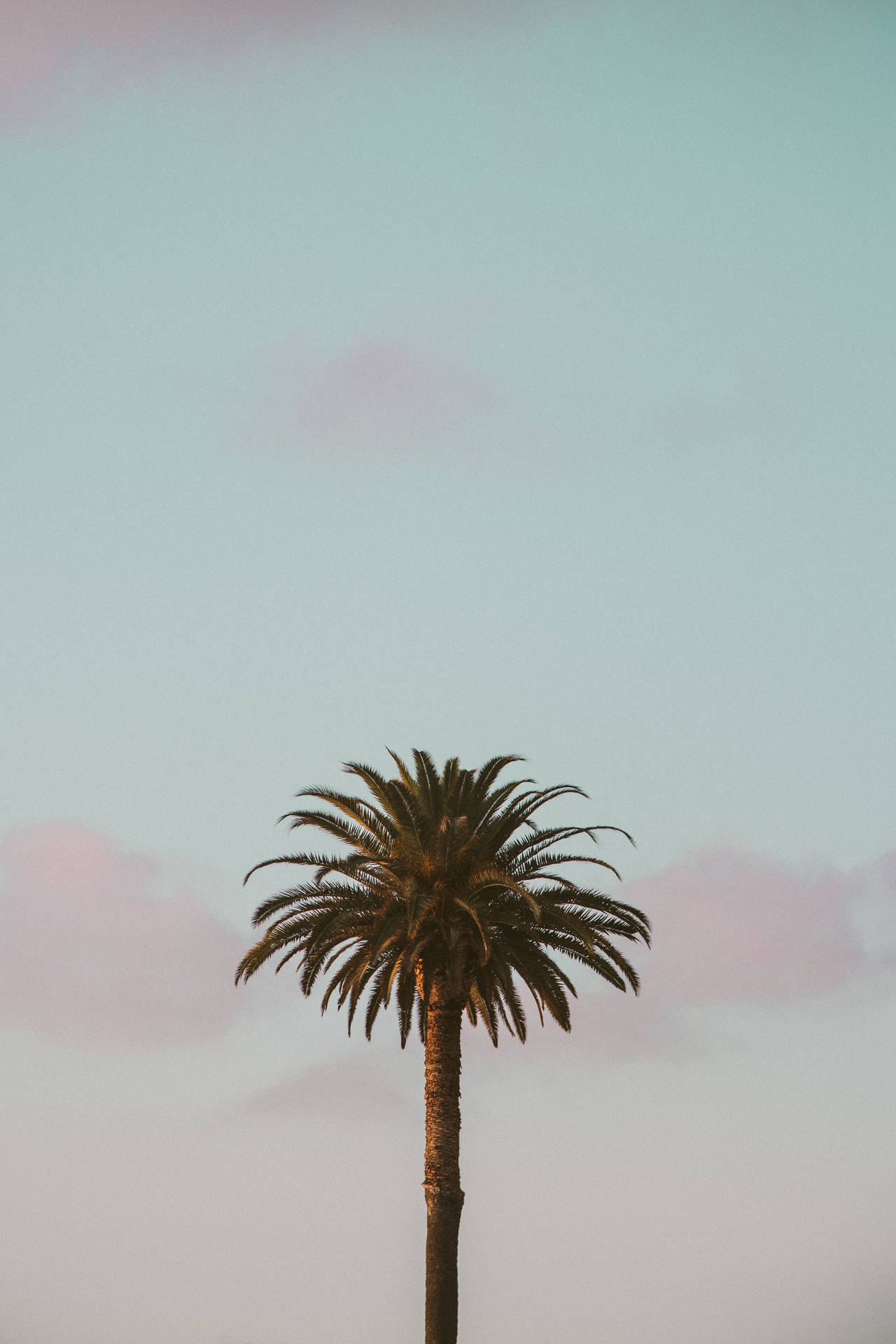 3690X5535 Palm Tree Wallpaper and Background