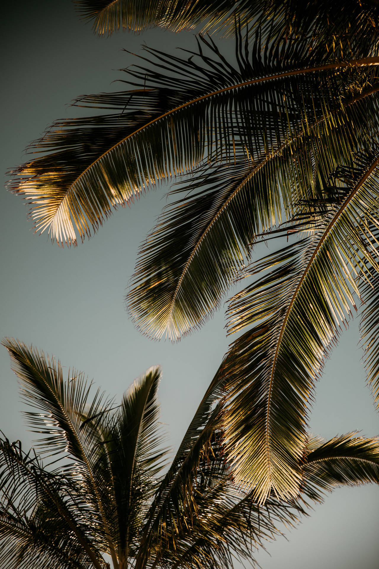 4480X6720 Palm Tree Wallpaper and Background