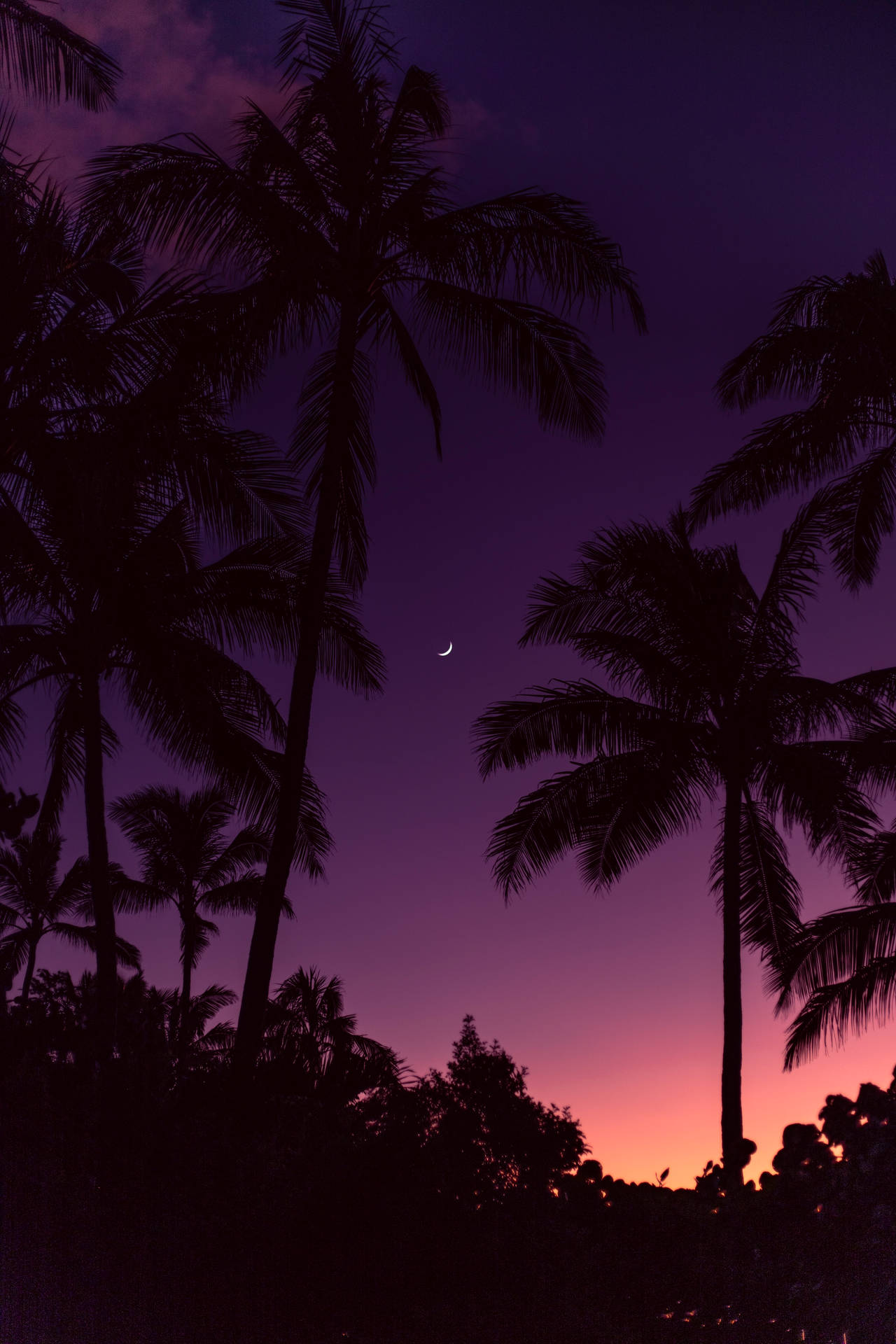4480X6720 Palm Tree Wallpaper and Background