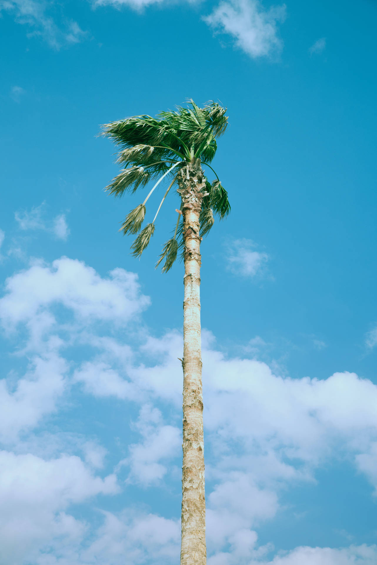 4928X7380 Palm Tree Wallpaper and Background