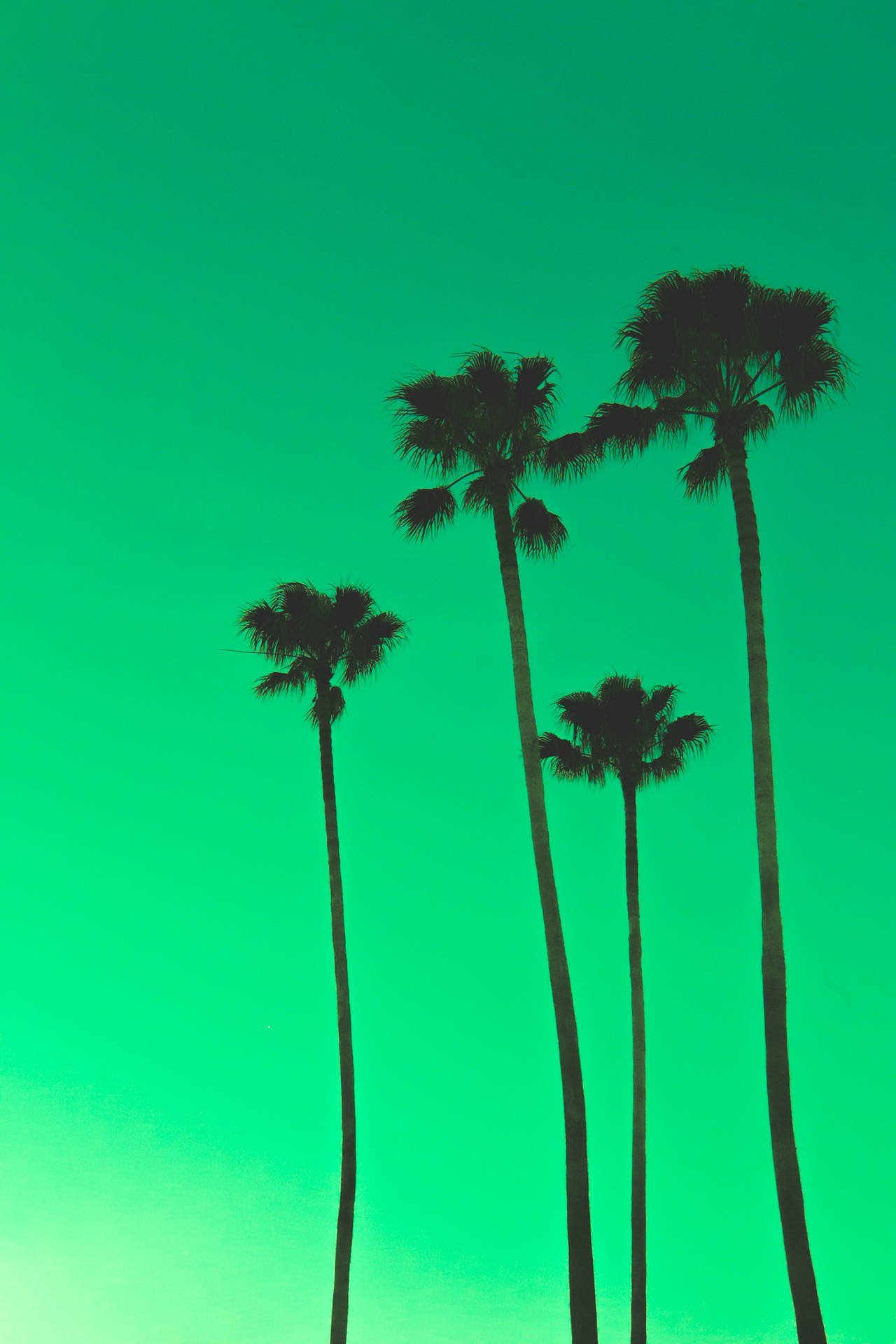 5462X8192 Palm Tree Wallpaper and Background