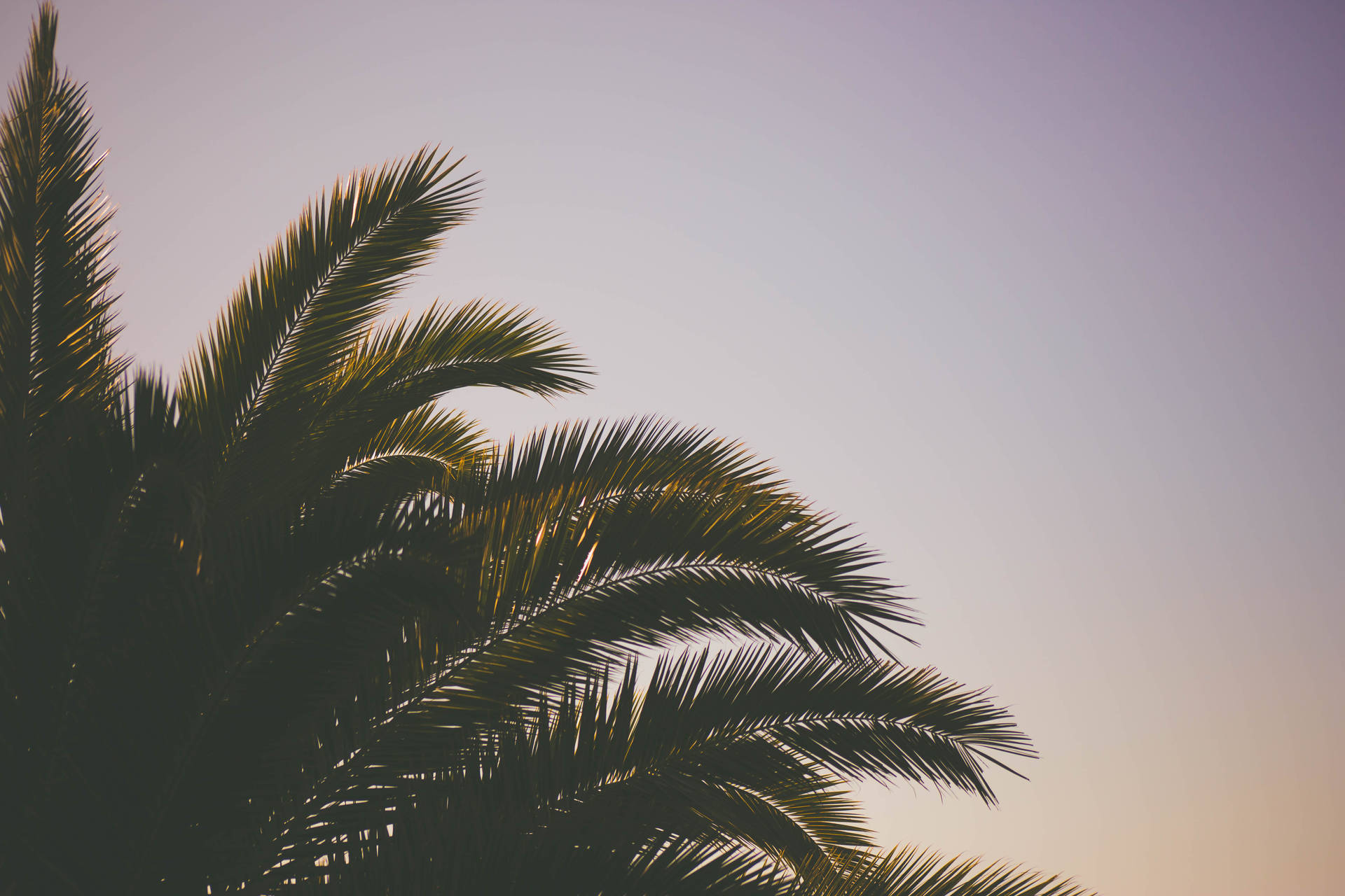 5472X3648 Palm Tree Wallpaper and Background