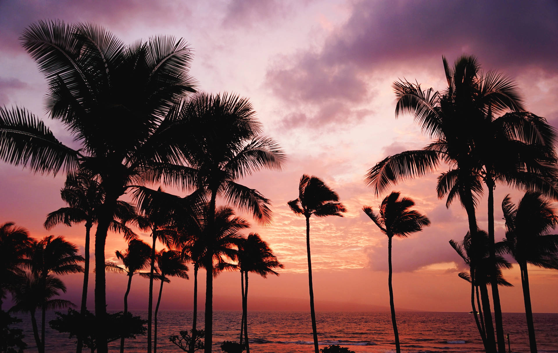 6000X3803 Palm Tree Wallpaper and Background
