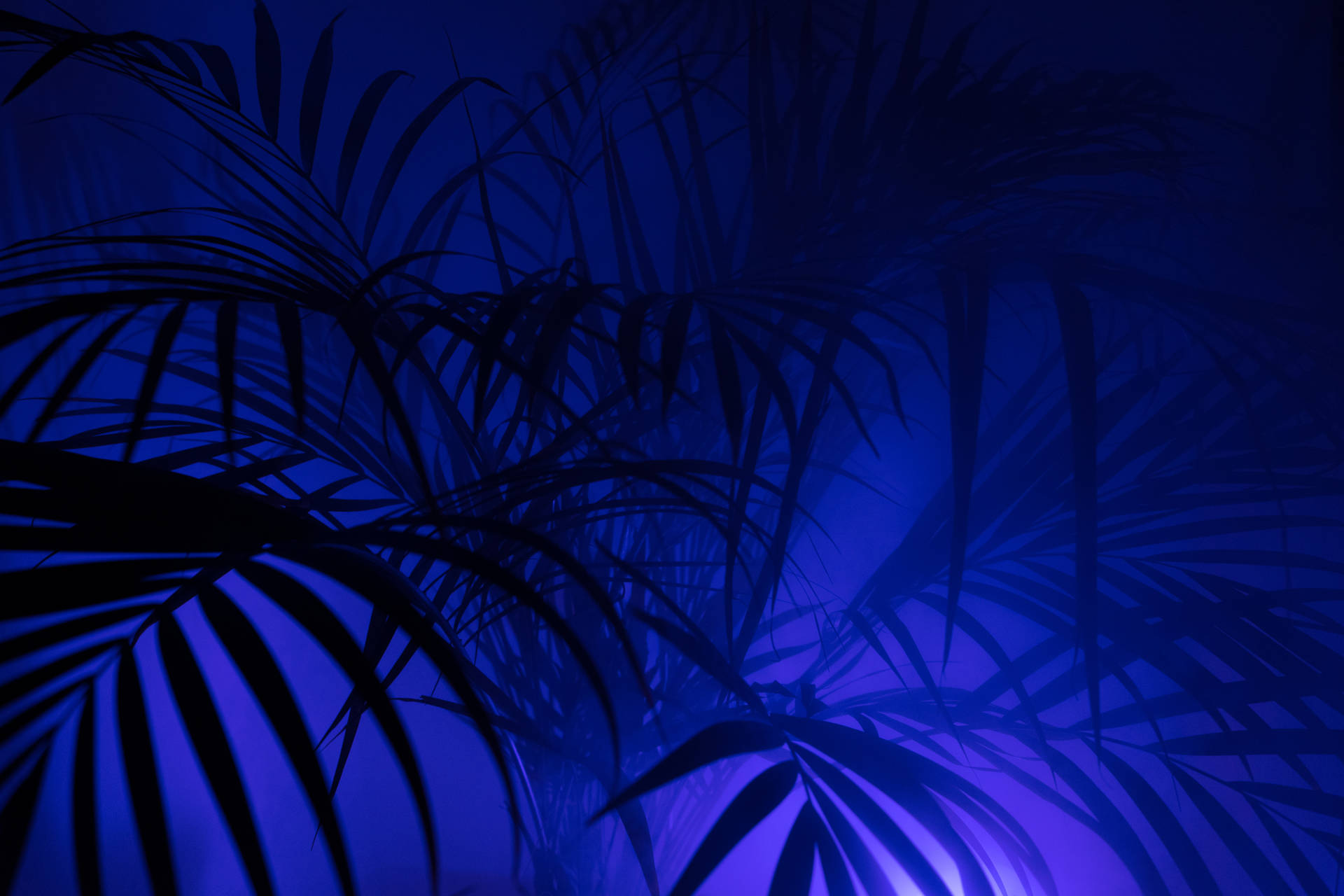 6000X4000 Palm Tree Wallpaper and Background