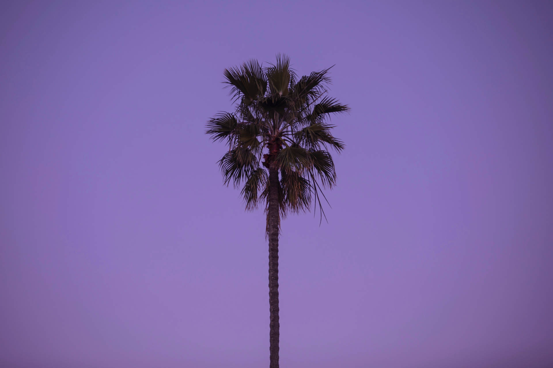 6191X4127 Palm Tree Wallpaper and Background