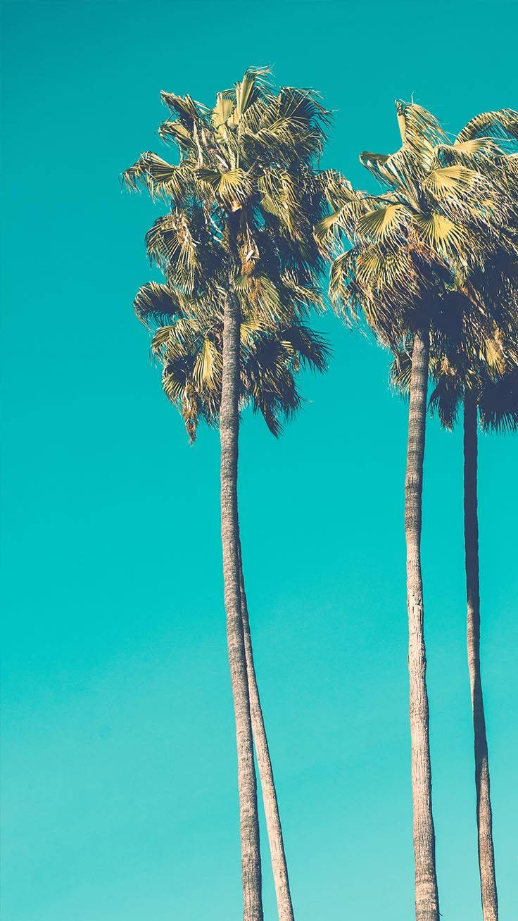 736X1308 Palm Tree Wallpaper and Background