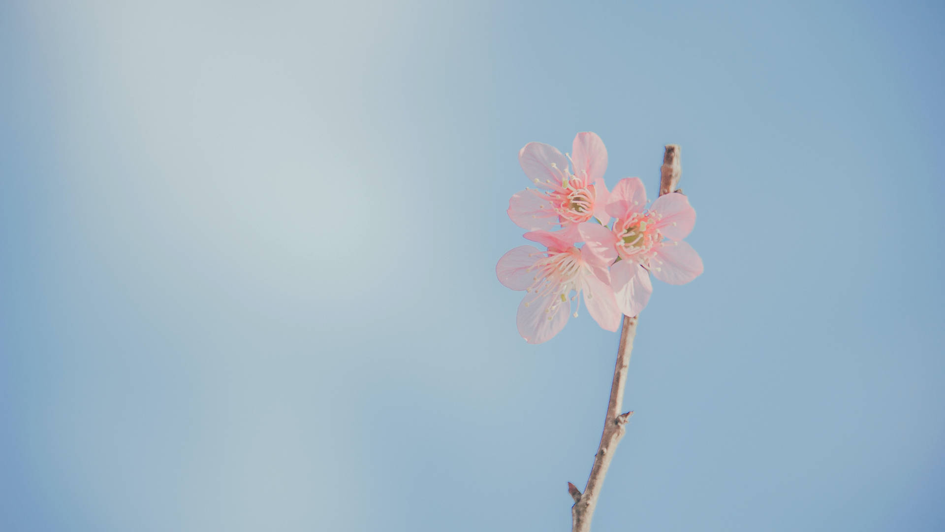 4256X2394 Pastel Wallpaper and Background
