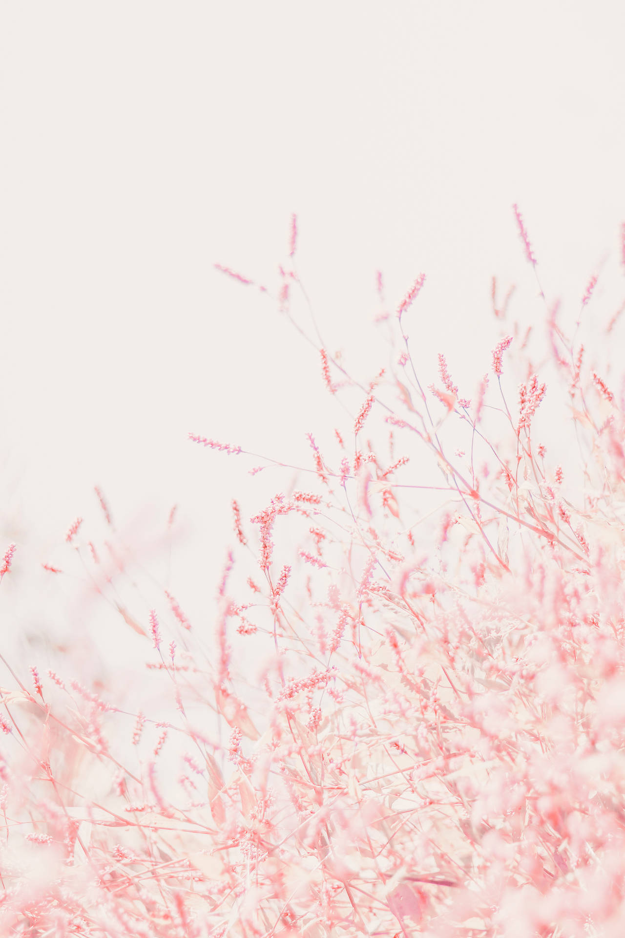 3138X4707 Pastel Pink Wallpaper and Background