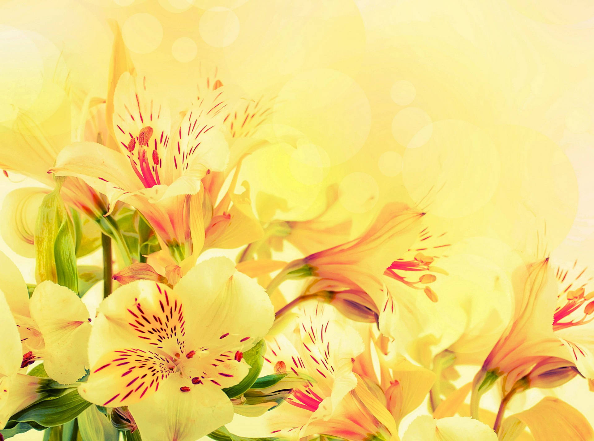 2628X1951 Pastel Yellow Wallpaper and Background