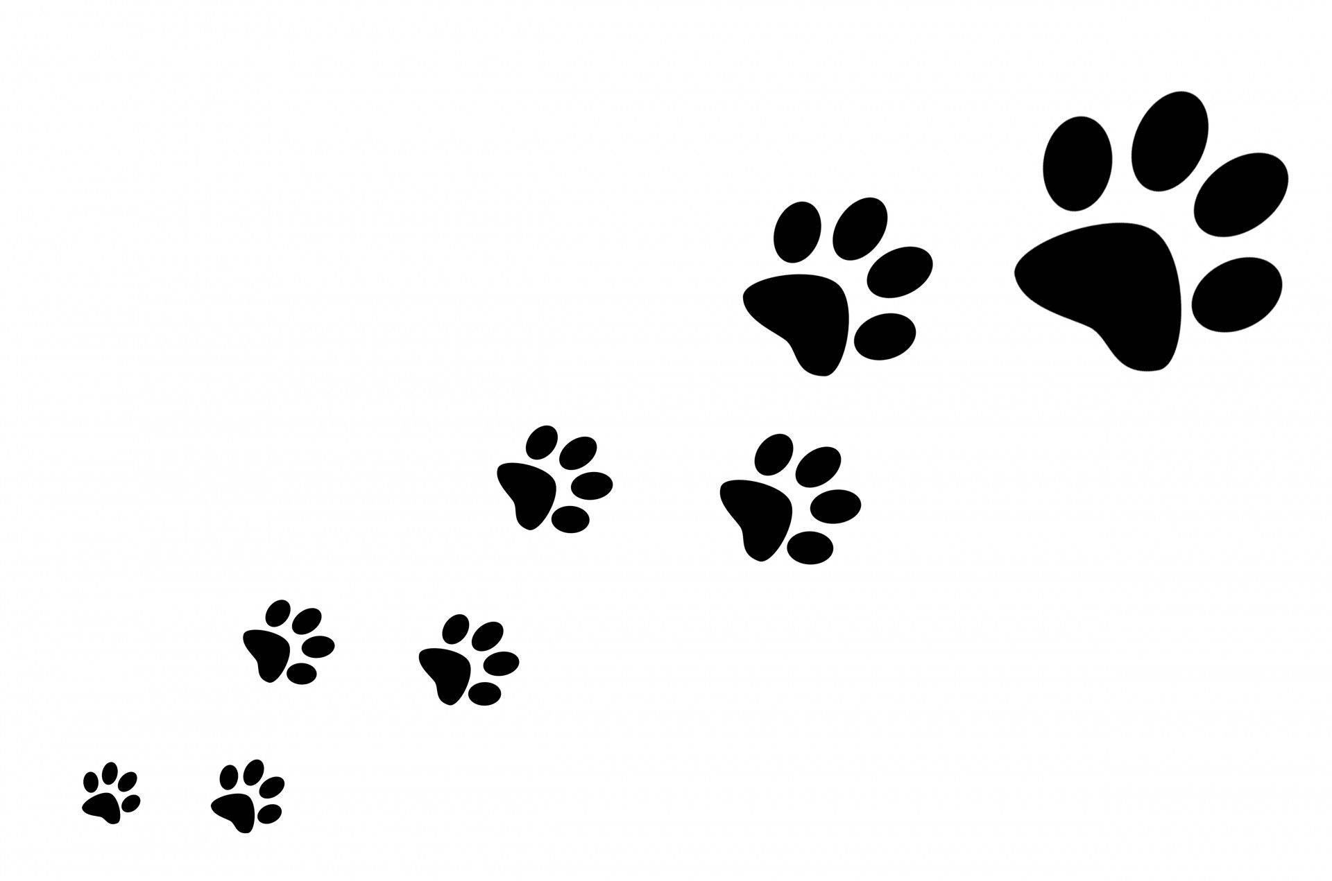 Paw Print 1920X1271 Wallpaper and Background Image